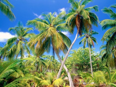 coconut tree struck by lightning